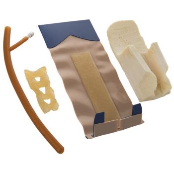 Skin musculature +spinal cord