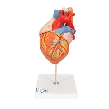 Human heart model with esophagus