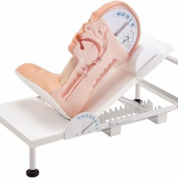 New Model: Swallowing Mechanism Model