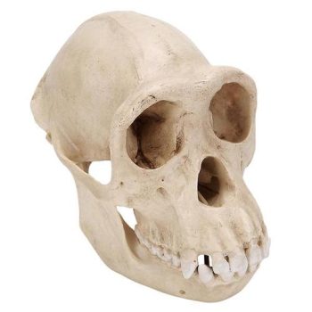 Chimpanzee skull/female replica
