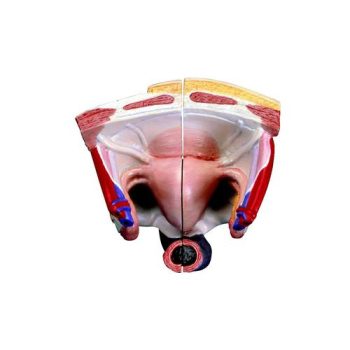 Spare female genitals set 3 parts