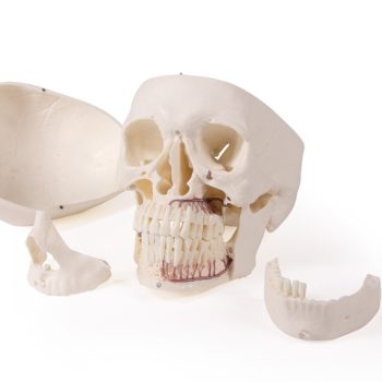 dentistrymodel ireland