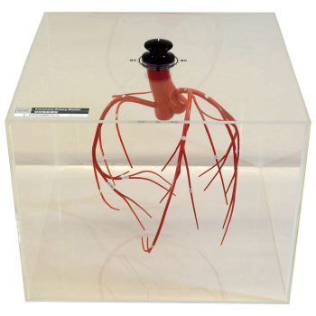 On The Way: Coronary Model