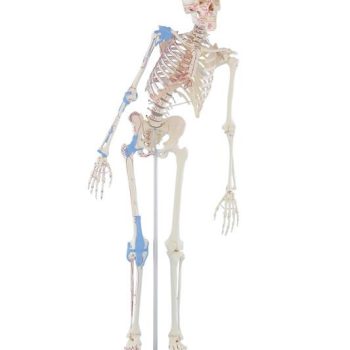 Skeleton “Max” with movable spine, muscle markings and ligaments