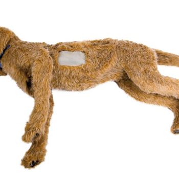 K-9 Thoracentesis Canine