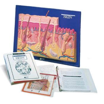 Skin Model Activity Set