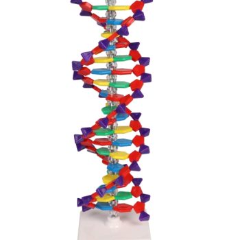 DNA double helix