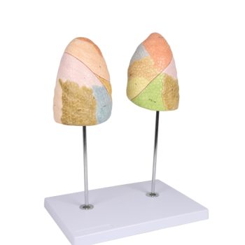 Lung model, didactic, 2-part