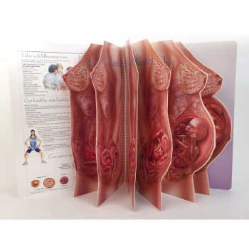 With Child Life Size Display