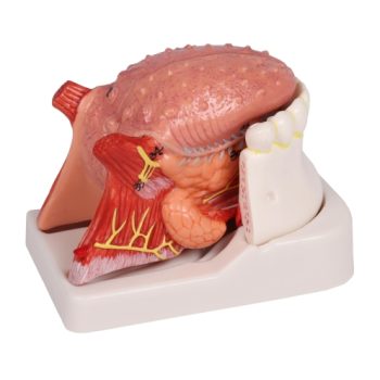 Tongue and teeth model, life size, 4-part"