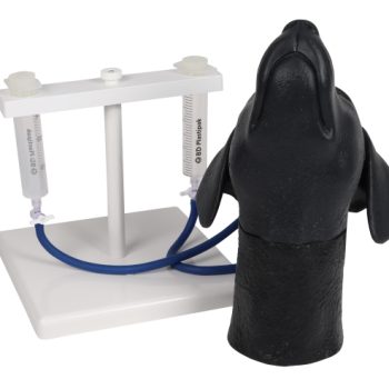 Canine jugular venipuncture head