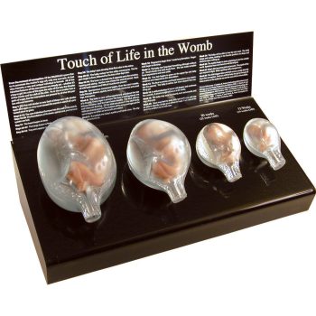 Touch of Life Womb Models