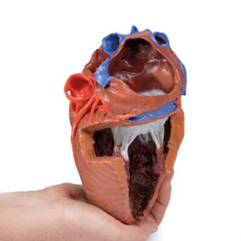 Heart internal Structures in 3D