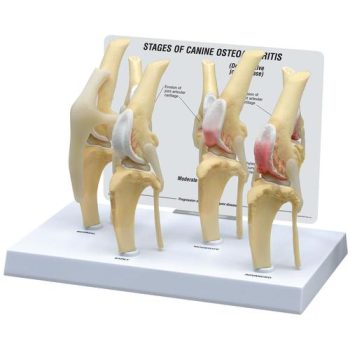Canine Osteoarthritis Knee Model, Normal + 3 Conditions