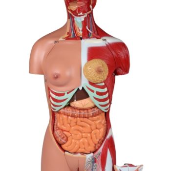 Dual Sex Torso Open Back 28 Part