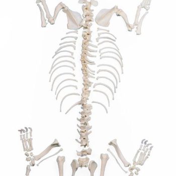 Medium Sized Full Dog Skeleton