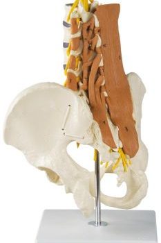 Pelvis, lumbar spine and lumbar muscles"