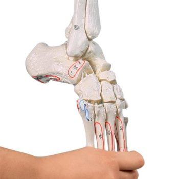 Skeleton of leg with half pelvis, flexible foot and muscle markings