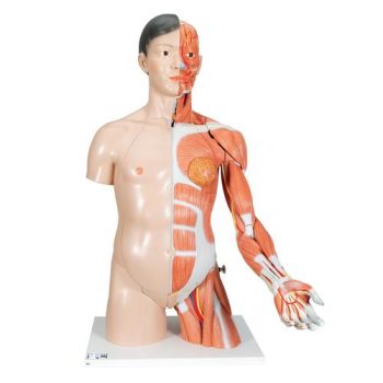 Lifesize Asain Dual Sex Human Torso Model 33 Part