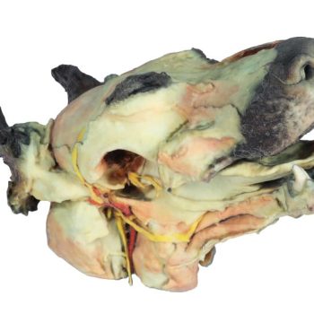 Dog head - superficial and deep dissections