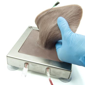 Cow - V. auricularis