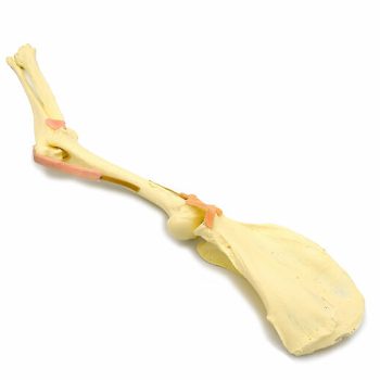 Just Arrived: Canine Elbow and shoulder Joint