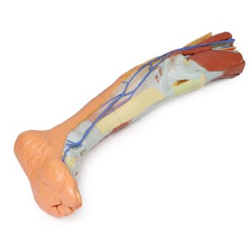 Lower limb – superficial dissection Model