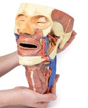 New Product added to Head and Neck Models:    "Head and visceral column of the neck"
