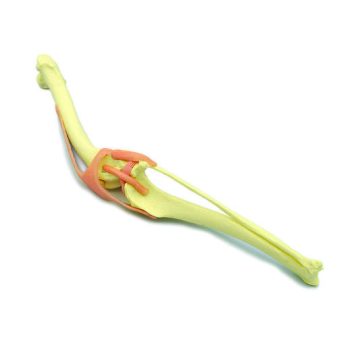 Knee Joint Canine