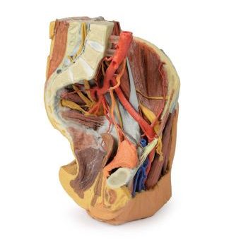 Female left pelvis and proximal thigh In 3D Format