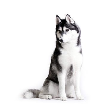 New: From Medstore Veterinary Rapid Urine Testing