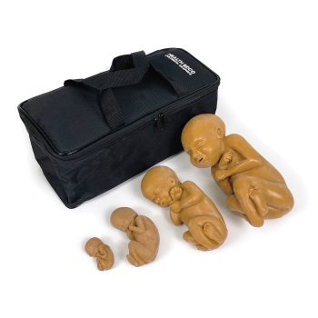 Foetus Model Set/Brown x 4