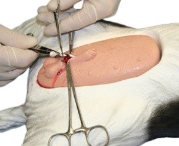 Neuter training manikin/Canine