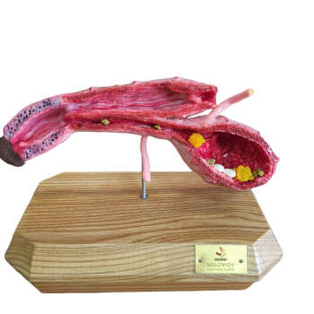 Canine urinary system(female) model