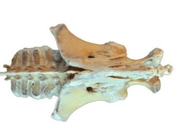 Horse (foal) pelvis dissection - ligaments