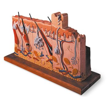 Pathology: Six Skin Models in One Unit