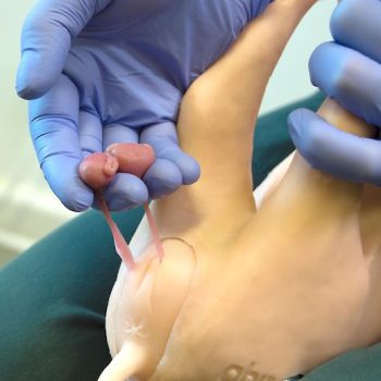 Weany Castration Module 50 PCS