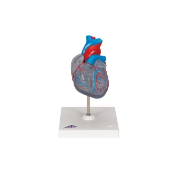 Heart Model with Conducting System, 2 part -