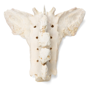 Real sacrum of a horse to demonstrate typical bone structure and anatomy.
