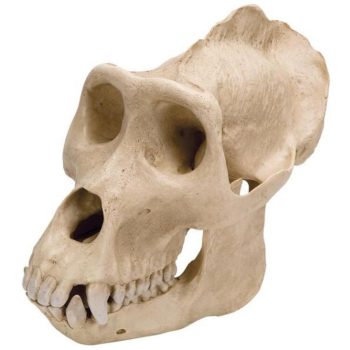 Gorilla Skull