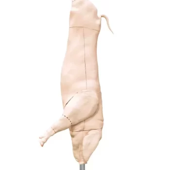 Pork (Pig) Carcass Model Natural size