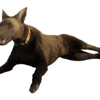 K9 Diesel Canine Medical Trainer