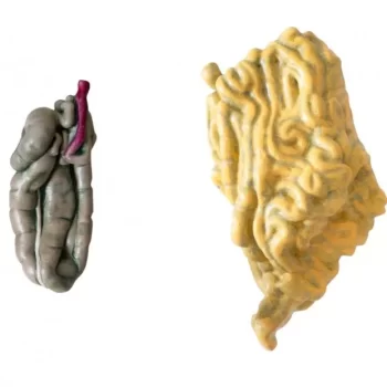 Horse Large and Small Intestines