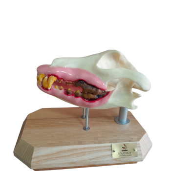Skull and Jaw Model