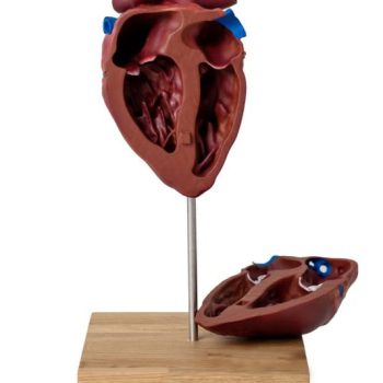 Horse Heart Model