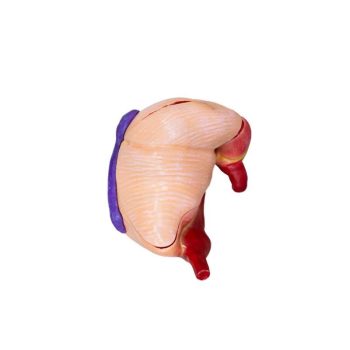 Pig Stomach Model