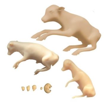 Bovine Fetal Development Set 8 x Modelsd
