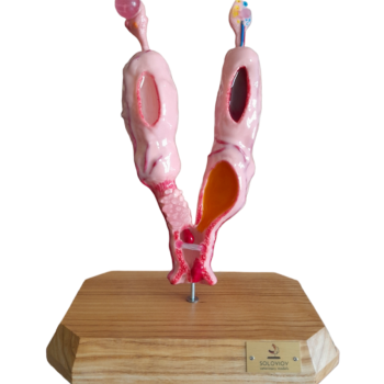 Model of the Uterus of a Dog