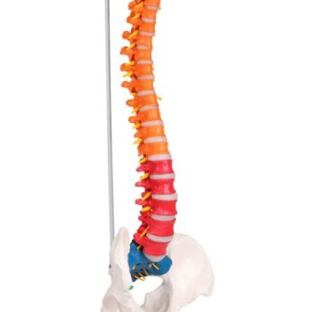 Flexible vertebral column, didactic