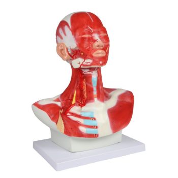 Head, neck and thorax muscles, 1-part